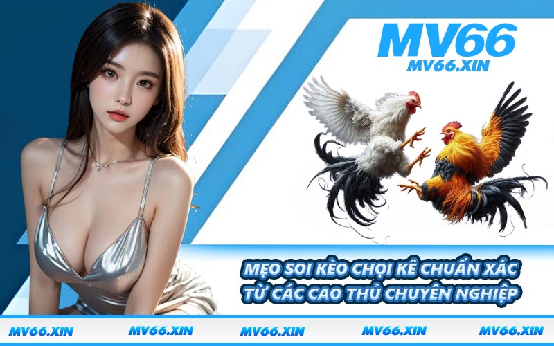 Mẹo soi kèo chọi kê chuẩn xác từ các cao thủ chuyên nghiệp